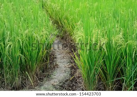 earthen dyke in rice farm or ridge in rice farm