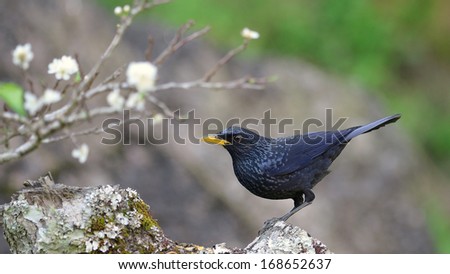 Bird on the best perch with flower (Blue whistling thrush) in green background
