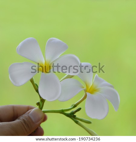White flower in hand on green background