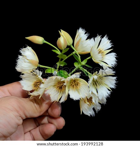White flower in hand on black background