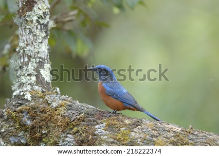 Bird on the best perch (Chestnut-bellied Rock-Thrush) , Chiangmai Thailand
