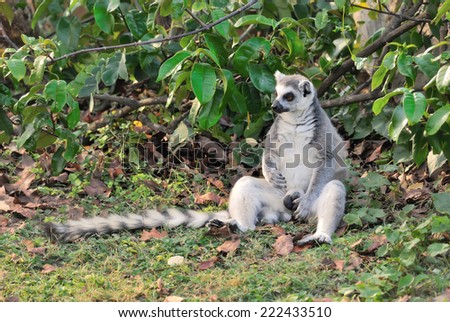 The ring-tailed lemur (Lemur catta) is a large strepsirrhine primate.Found in the dry forests and bush of southern and southwestern Madagascar.