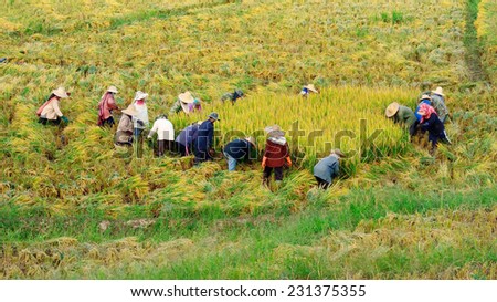 farmer gather harvest the rice together by a sickle