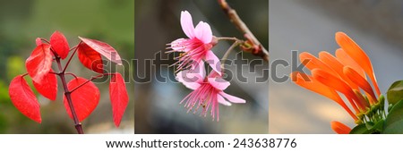 Red leaves are budding on the tree ,Wild Himalayan Cherry blossom and Colorful of Orange Trumpet blossom on tree in spring at Chiangmai Thailand