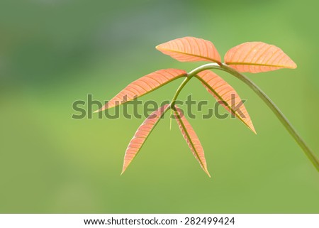 Mango leave ,Soft top of tree isolate on green background
