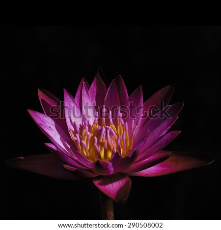 Beautiful Pink Lotus isolate on black background