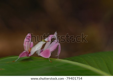 Praying Mantis For Sale