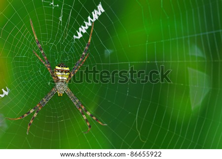 Colorful Spider on the web with green background