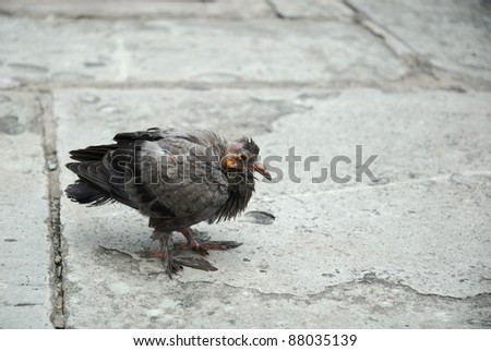 sick grey pigeon on ground