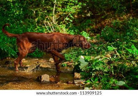 young irish setter crossing a small creek in search of pray. Picture taken during training. / Irish setter hunting