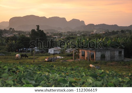 The sun starts to set over a rural scene with live stock and houses in Vinales, Cuba