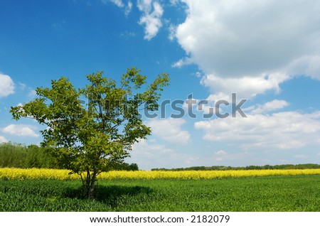 A lone tree in a green field under beautiful summer sky with white clouds, yellow colza field and a group of trees in the background; horizontal/landscape orientation