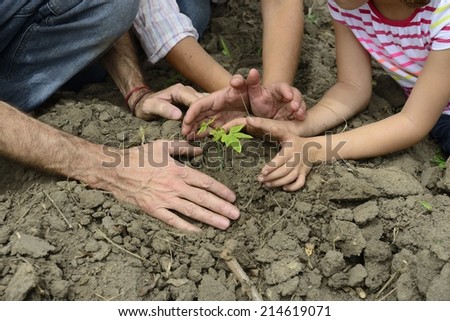 Growth or development concept: Family hands protecting small plant
