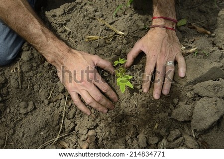 growth concept: close-up of male hands planting a small sprout