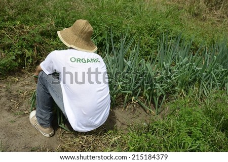 Sustainable Agriculture: Organic farmer harvesting green onion
