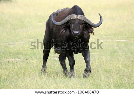 Buffalo, Murchison Falls National Park Safari Reserve in Uganda - The Pearl of Africa