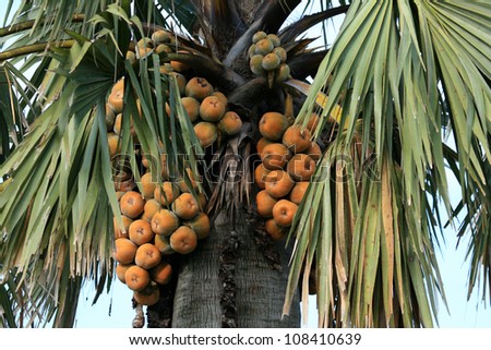Palm Fruit at Murchison Falls National Park Safari Reserve in Uganda - The Pearl of Africa