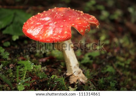 Red Rare Natural Mushroom Growing Wild in Nature