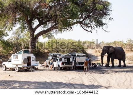 BOTSWANA - OCTOBER 6 2013: Hungry Elephant attacks tourists in a year of drought at Savuti Camp Site in Chobe National Park, Botswana