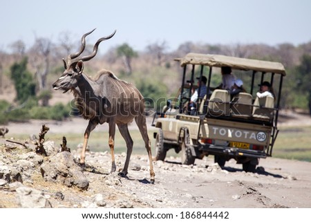 BOTSWANA - OCTOBER 6 2013: Kudu walks across road behind safari vehicle in a year of drought at Savuti Camp Site in Chobe National Park, Botswana