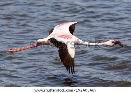 Flamingo Bird in Flight at Walvis Bay / Swakopmund, Nambia, Africa