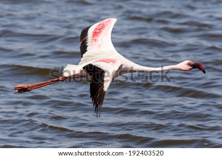 Flamingo Bird in Flight at Walvis Bay / Swakopmund, Nambia, Africa