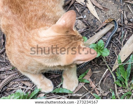 Young cat hunts and plays with bronzeback snake in the jungle