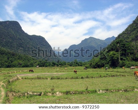 Rice Field - Trekking through the rice fields in a remote location in Laos
