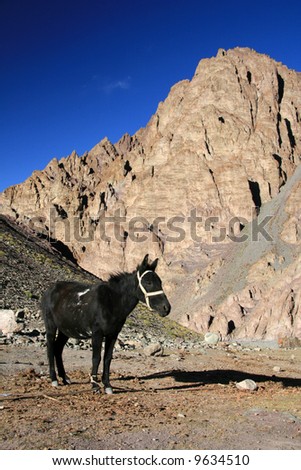 Black Horse, Mountain Climb- Stok Kangri (6,150m / 20,080ft), India