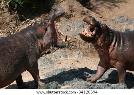 Hippos Fighting - Serengeti Wildlife Conservation Area, Safari, Tanzania, East Africa