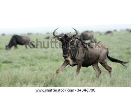 Wilderbeast  - Serengeti Wildlife Conservation Area, Safari, Tanzania, East Africa
