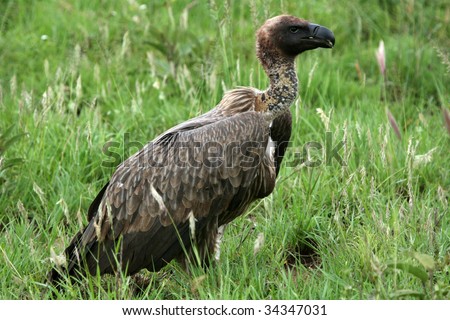 Vulture - Serengeti Wildlife Conservation Area, Safari, Tanzania, East Africa
