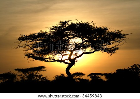 Sun Setting over Serengeti Wildlife Conservation Area, Safari, Tanzania, East Africa