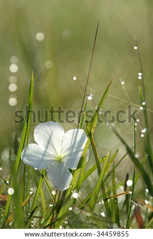 White Flower - Serengeti Wildlife Conservation Area, Safari, Tanzania, East Africa
