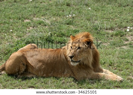 Lion - Serengeti Wildlife Conservation Area, Safari, Tanzania, East Africa