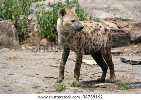 Hyena - Serengeti Wildlife Conservation Area, Safari, Tanzania, East Africa