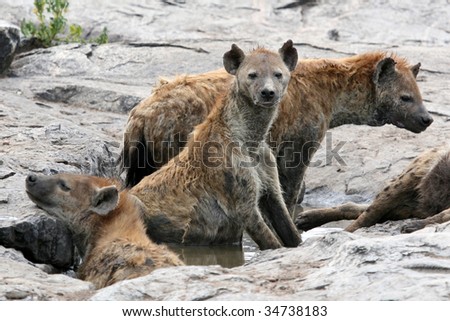 Hyena - Serengeti Wildlife Conservation Area, Safari, Tanzania, East Africa