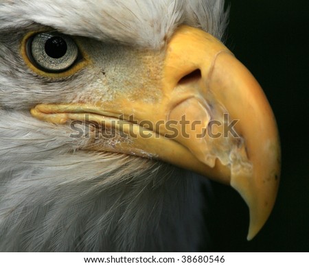 Eagle National Symbol