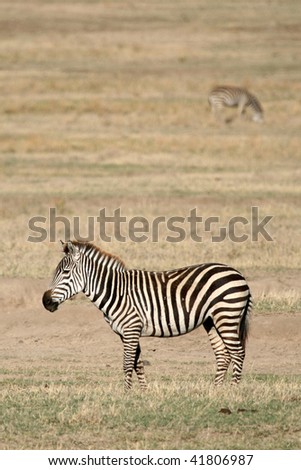 Zebra, Ngorongoro Crater, Nature Reserve in Tanzania, East Africa