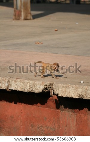Monkey Causing Mischief at The Great Indian Railway Transport System