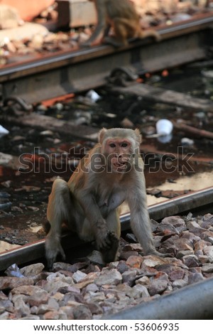 Monkey Causing Mischief at The Great Indian Railway Transport System