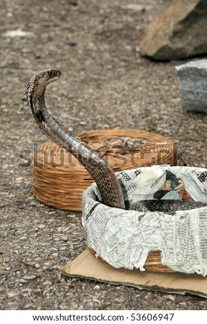 India King Cobra