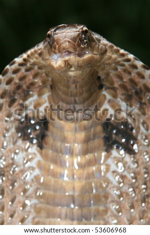 King Cobra Snake In Northern India Stock Photo 53606968