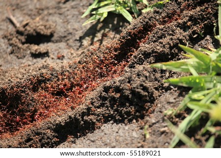 African Red Ants