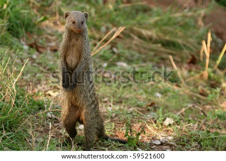 manyara national park