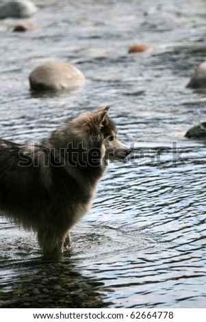 Husky Dog in the River - Lynn Canyon National Park, Vancouver, BC, Canada