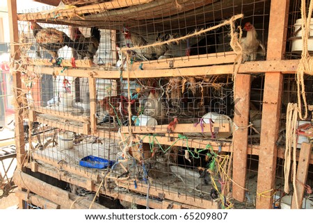Chicken Market - SorotiTown, Uganda - The Pearl of Africa