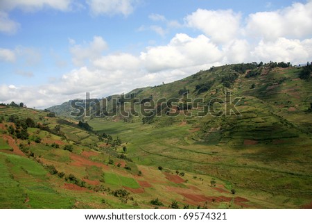 Rice Fields in Kisoro District in Uganda - The Pearl of Africa