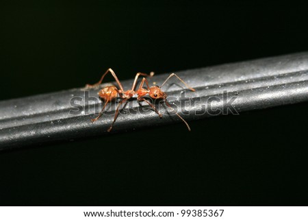 Ants Macro