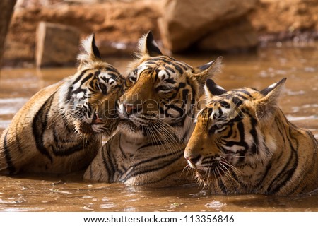 Tiger Family